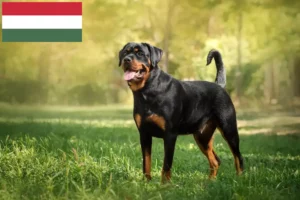 Read more about the article Rottweiler tenyésztők és kölykök Magyarországon