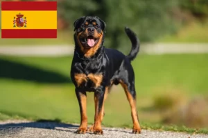 Read more about the article Rottweiler tenyésztők és kölykök Spanyolországban