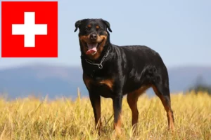 Read more about the article Rottweiler tenyésztők és kölykök Svájcban