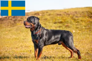 Read more about the article Rottweiler tenyésztők és kölykök Svédországban