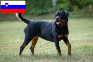 Read more about the article Rottweiler tenyésztők és kölykök Szlovéniában