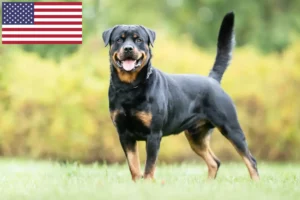 Read more about the article Rottweiler tenyésztők és kölykök az USA-ban