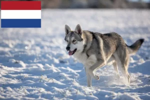 Read more about the article Saarloos farkaskutya tenyésztők és kölykök Hollandiában