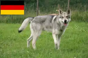 Read more about the article Saarloos Wolfhound tenyésztők és kölykök Németországban