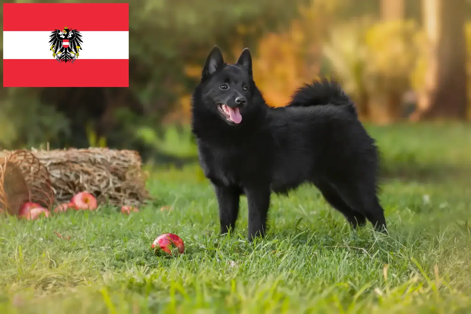 Read more about the article Schipperke tenyésztők és kölykök Ausztriában