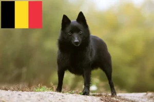 Read more about the article Schipperke tenyésztők és kölykök Belgiumban