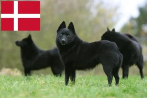 Read more about the article Schipperke tenyésztők és kölykök Dániában