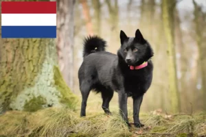 Read more about the article Schipperke tenyésztők és kölykök Hollandiában