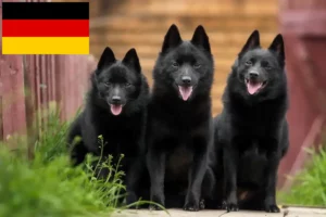 Read more about the article Schipperke tenyésztők és kölykök Németországban