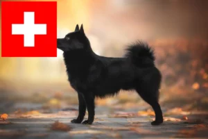 Read more about the article Schipperke tenyésztők és kölykök Svájcban