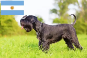 Read more about the article Schnauzer tenyésztők és kölykök Argentínában