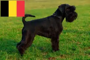 Read more about the article Schnauzer tenyésztők és kölykök Belgiumban