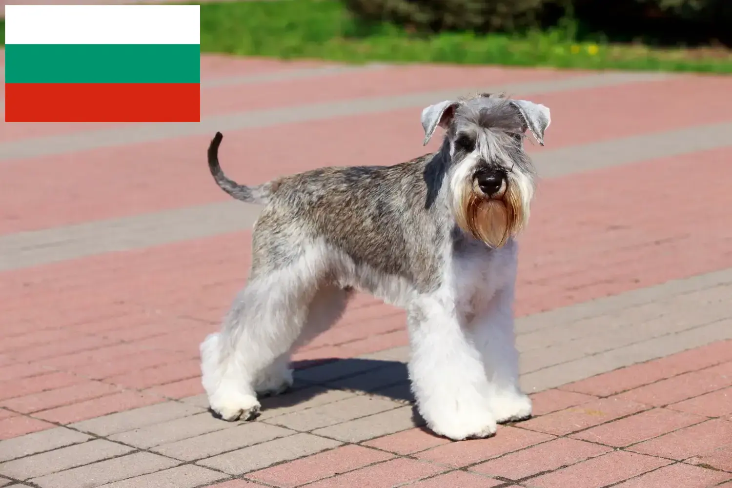 Read more about the article Schnauzer tenyésztők és kiskutyák Bulgáriában