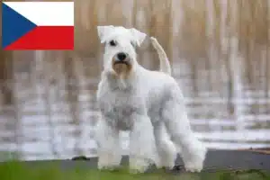 Read more about the article Schnauzer tenyésztők és kölykök Csehországban