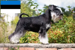 Read more about the article Schnauzer tenyésztők és kiskutyák Észtországban