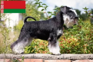 Read more about the article Schnauzer tenyésztők és kölykök Fehéroroszországban