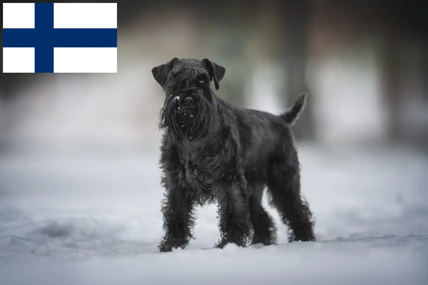 Read more about the article Schnauzer tenyésztők és kölykök Finnországban