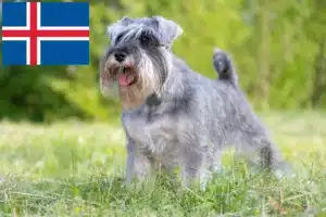 Read more about the article Schnauzer tenyésztők és kölykök Izlandon