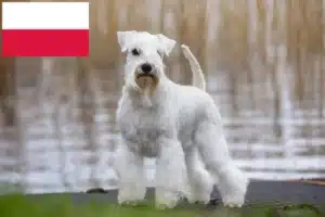 Read more about the article Schnauzer tenyésztők és kölykök Lengyelországban