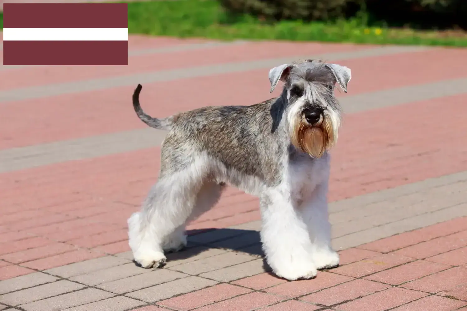 Read more about the article Schnauzer tenyésztők és kölykök Lettországban