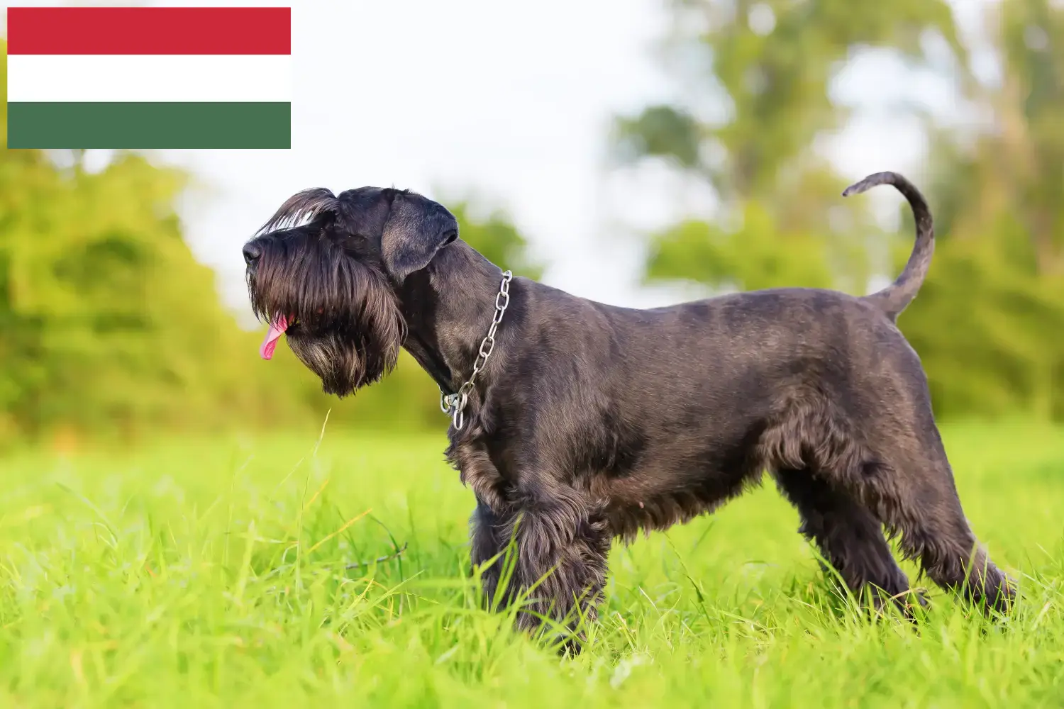 Read more about the article Schnauzer tenyésztők és kölykök Magyarországon