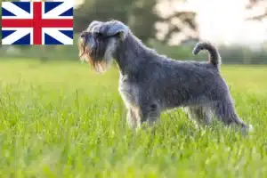 Read more about the article Schnauzer tenyésztők és kölykök Nagy-Britanniában