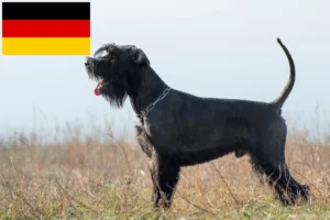 Read more about the article Schnauzer tenyésztők és kölykök Németországban