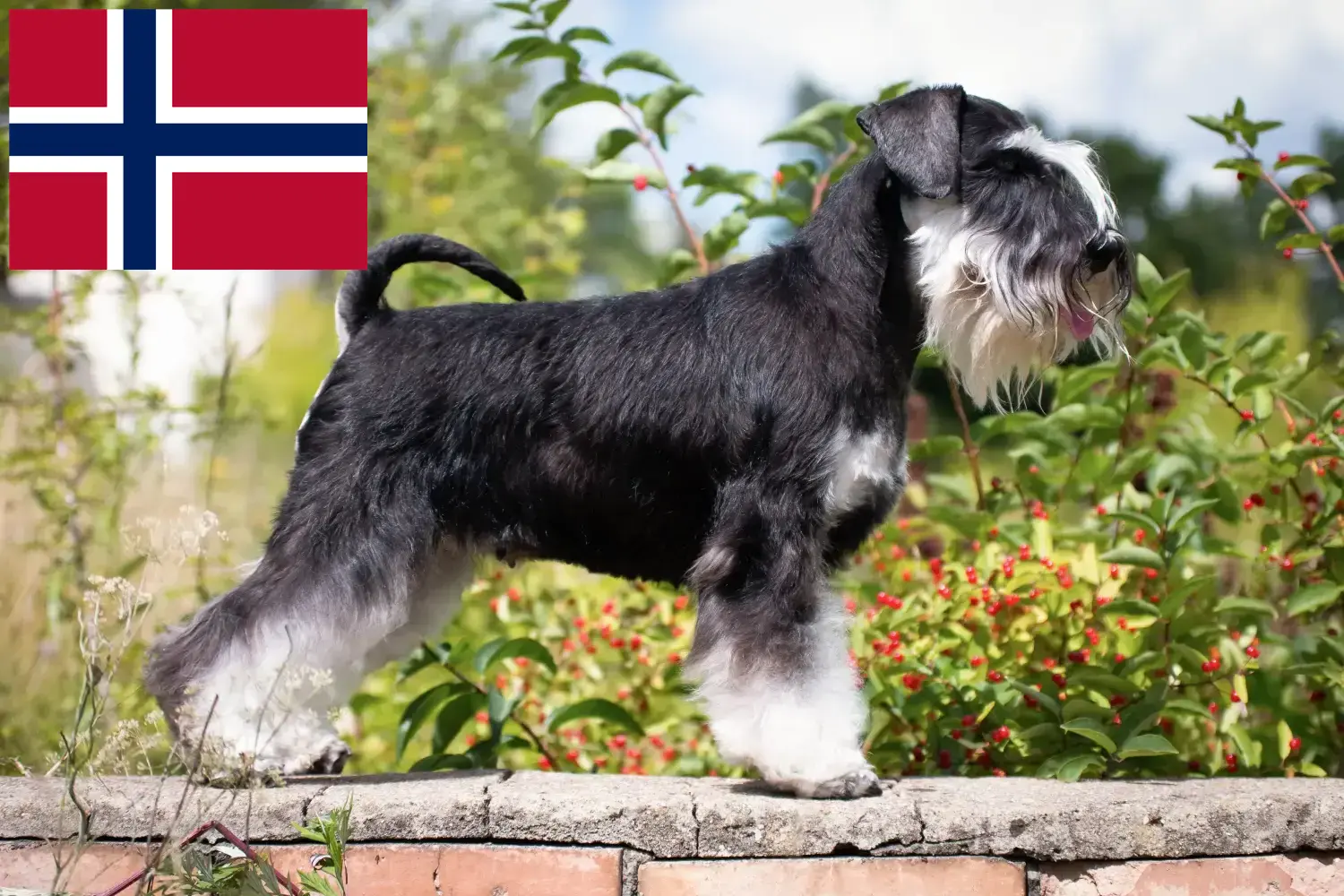 Read more about the article Schnauzer tenyésztők és kölykök Norvégiában