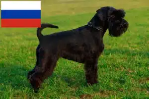 Read more about the article Schnauzer tenyésztők és kölykök Oroszországban