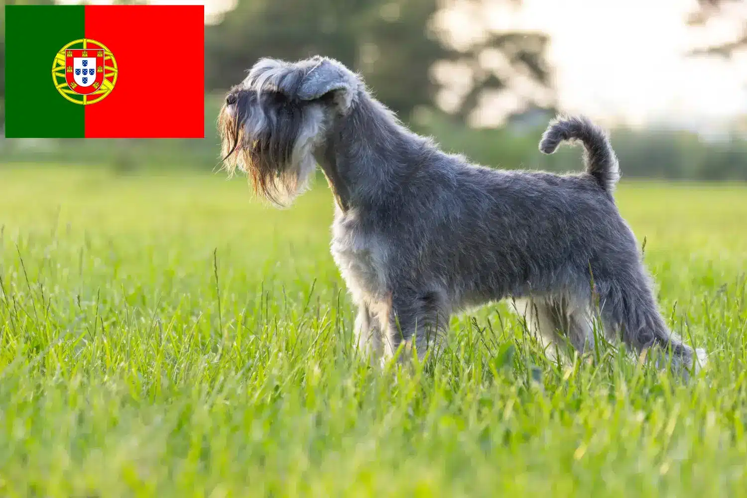 Read more about the article Schnauzer tenyésztők és kölykök Portugáliában