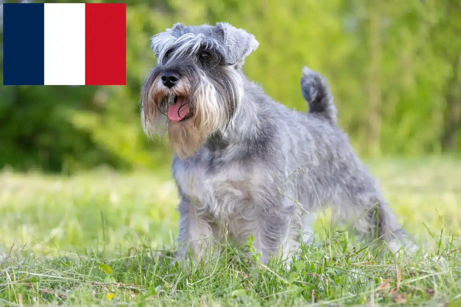 Read more about the article Schnauzer tenyésztők és kölykök Réunionon