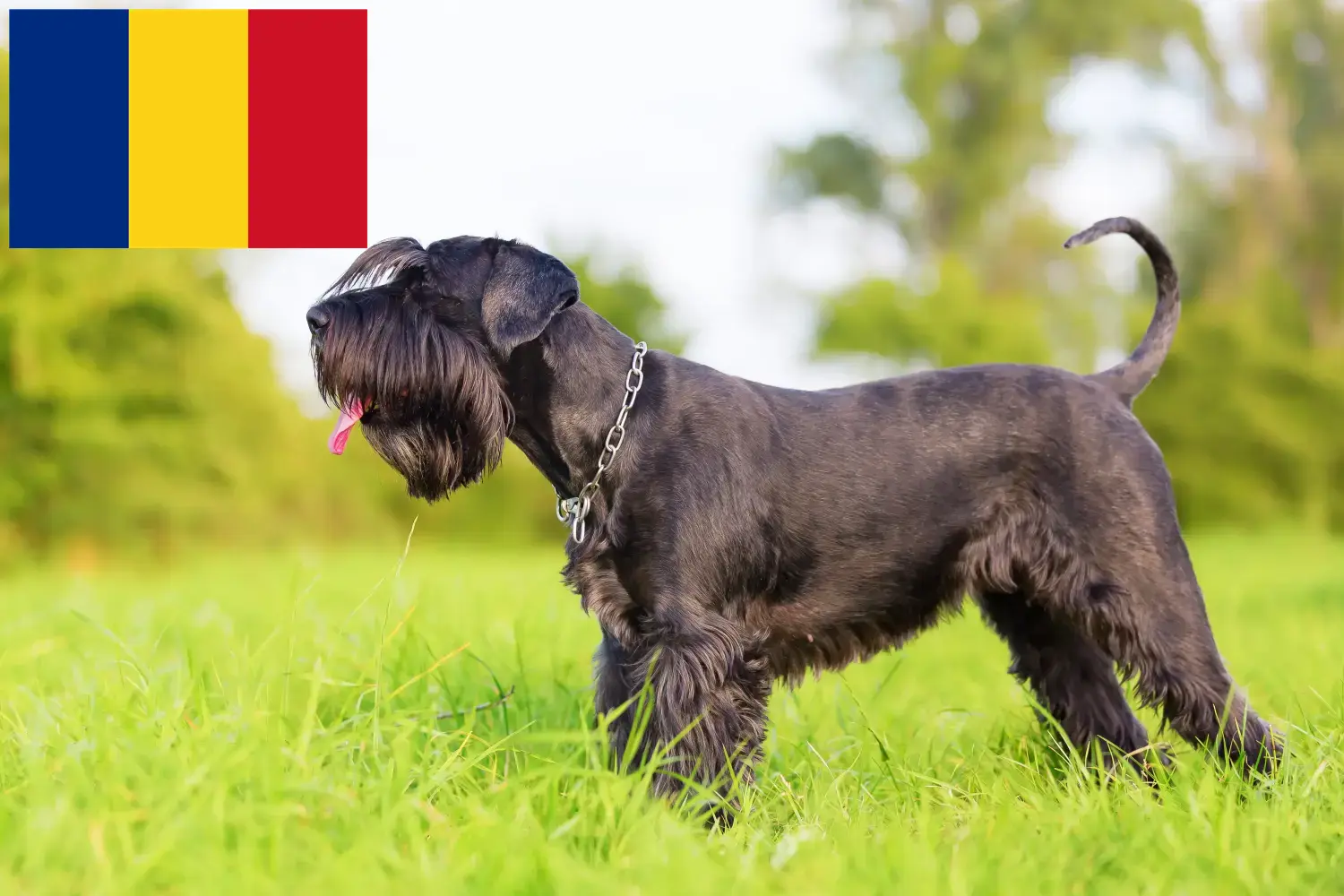 Read more about the article Schnauzer tenyésztők és kölykök Romániában