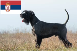 Read more about the article Schnauzer tenyésztők és kölykök Szerbiában