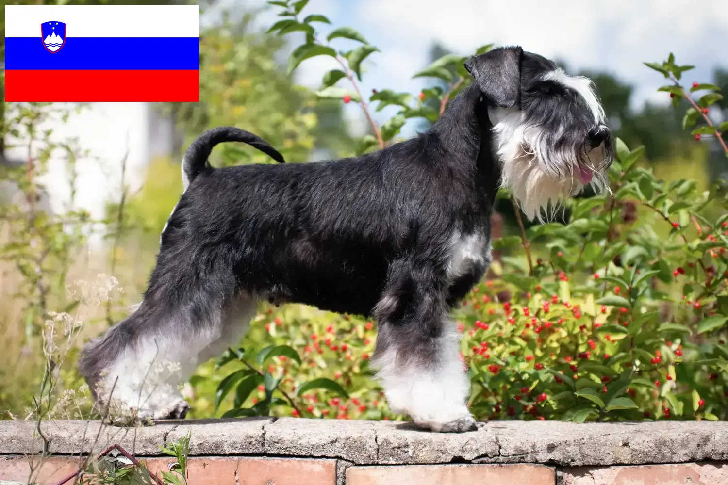 Read more about the article Schnauzer tenyésztők és kiskutyák Szlovéniában