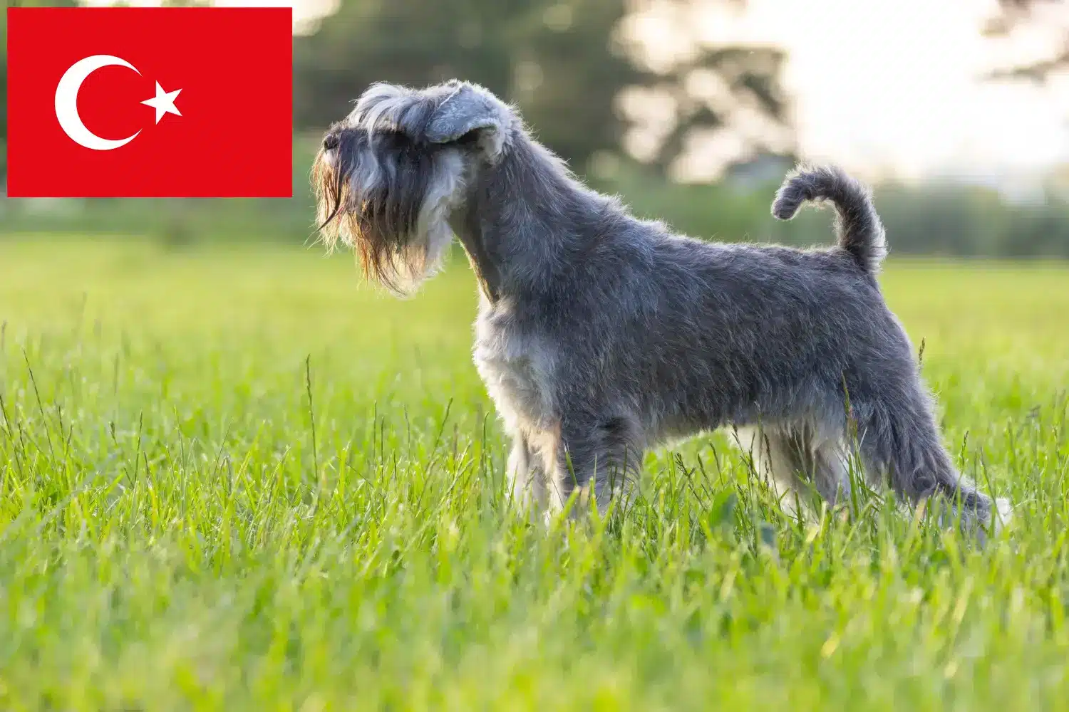 Read more about the article Schnauzer tenyésztők és kölykök Törökországban