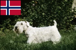 Read more about the article Sealyham terrier tenyésztők és kölykök Norvégiában