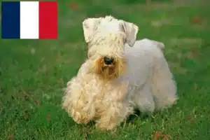 Read more about the article Sealyham terrier tenyésztők és kölykök Franciaországban