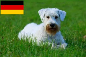 Read more about the article Sealyham terrier tenyésztők és kiskutyák Németországban