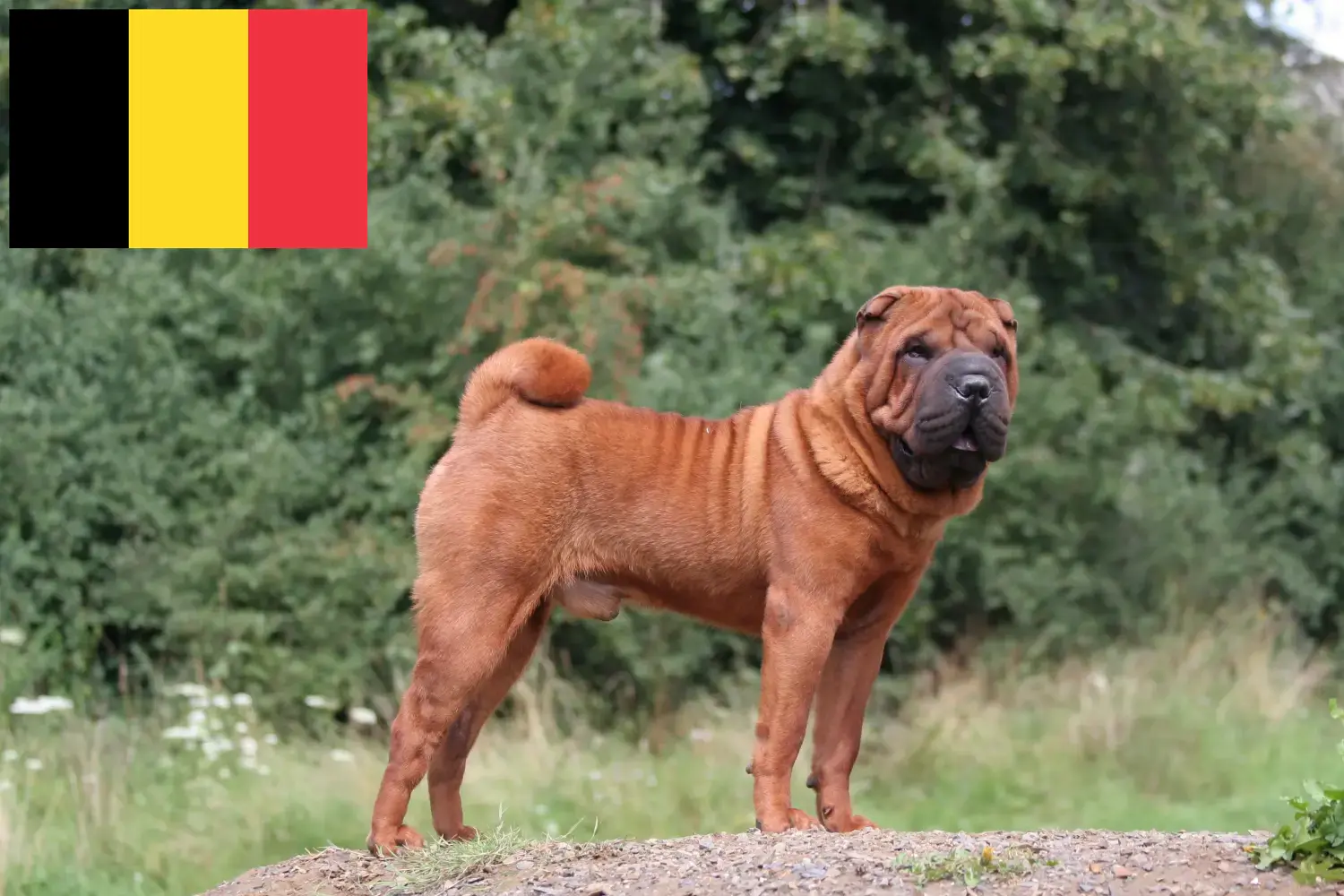 Read more about the article Shar Pei tenyésztők és kölykök Belgiumban