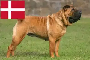 Read more about the article Shar Pei tenyésztők és kölykök Dániában