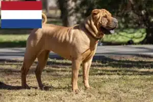 Read more about the article Shar Pei tenyésztők és kölykök Hollandiában