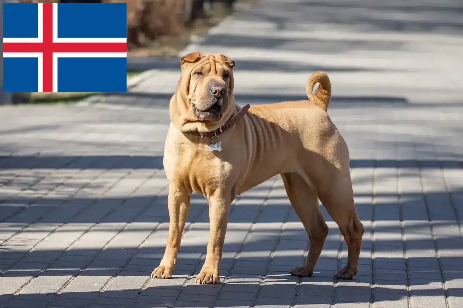 Read more about the article Shar Pei tenyésztők és kölykök Izlandon