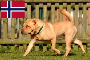 Read more about the article Shar Pei tenyésztők és kölykök Norvégiában