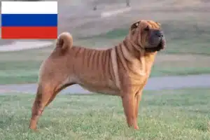 Read more about the article Shar Pei tenyésztők és kölykök Oroszországban