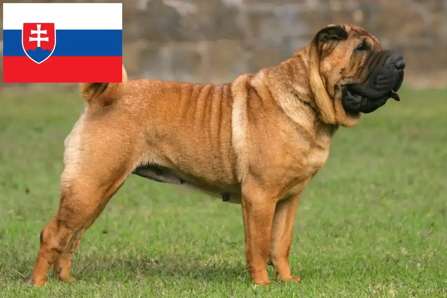 Read more about the article Shar Pei tenyésztők és kölykök Szlovákiában