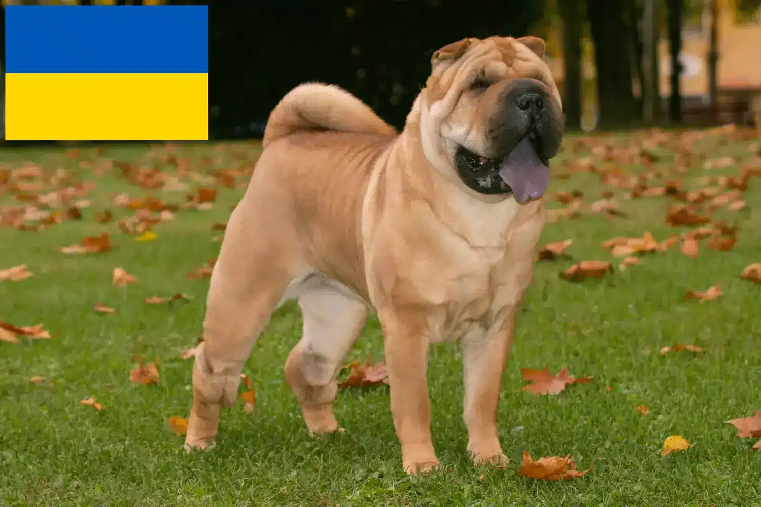 Read more about the article Shar Pei tenyésztők és kölykök Ukrajnában