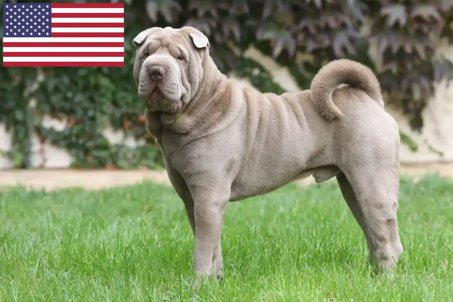 Read more about the article Shar-Pei tenyésztők és kölykök az USA-ban