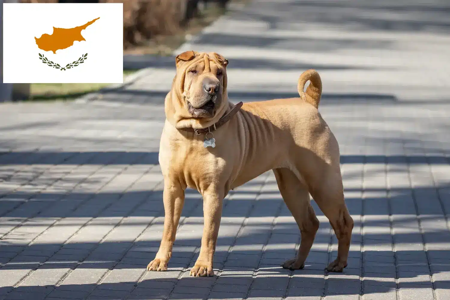 Read more about the article Shar-Pei tenyésztők és kiskutyák Cipruson