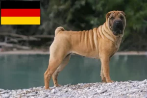 Read more about the article Shar Pei tenyésztők és kölykök Németországban