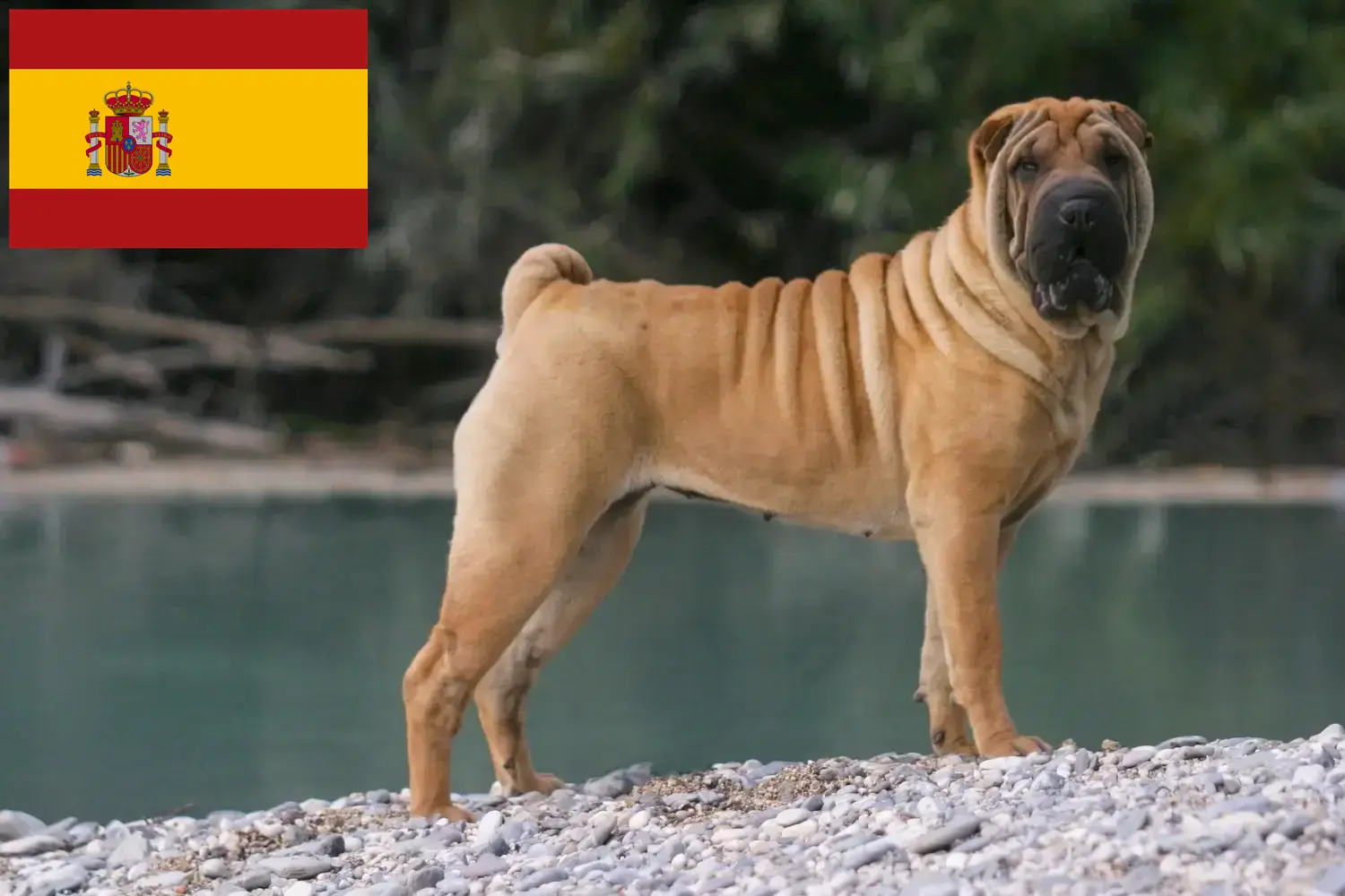 Read more about the article Shar Pei tenyésztők és kölykök Spanyolországban